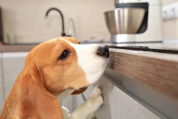 Beagle μόνος σκύλος στο σπίτι — Φωτογραφία Αρχείου