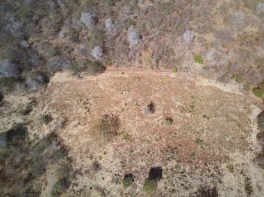 Tropik ormandaki kuru ot