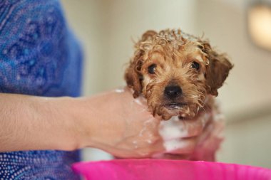 Yakın çekim portre sevimli köpek yavrusu