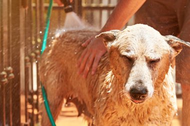 Islak soluk kahverengi köpek