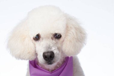 Beyaz kaniş bakımlı başkanı