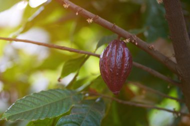 Doğal kakao meyve pod