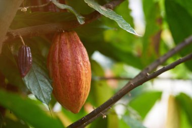 Kakao ağacı dalı ile pod