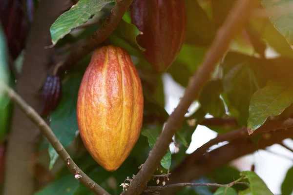 Grupo de vainas de cacao —  Fotos de Stock