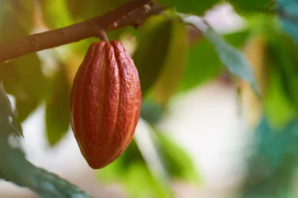 Une gousse de cacao rouge — Photo