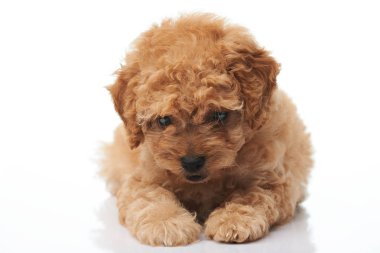 Küçük fino köpeği köpek yavrusu portresi