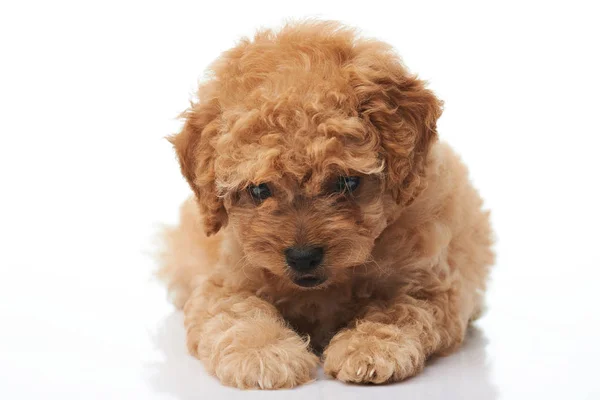 Retrato de pequeno cachorro poodle — Fotografia de Stock
