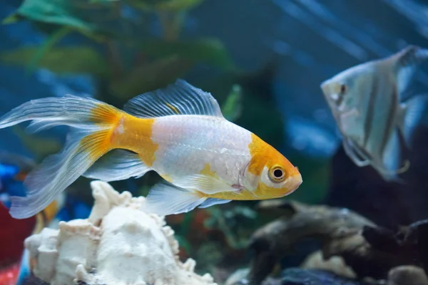Színes akvárium-halakkal — Stock Fotó