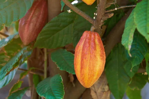 Een gele cacao pod — Stockfoto