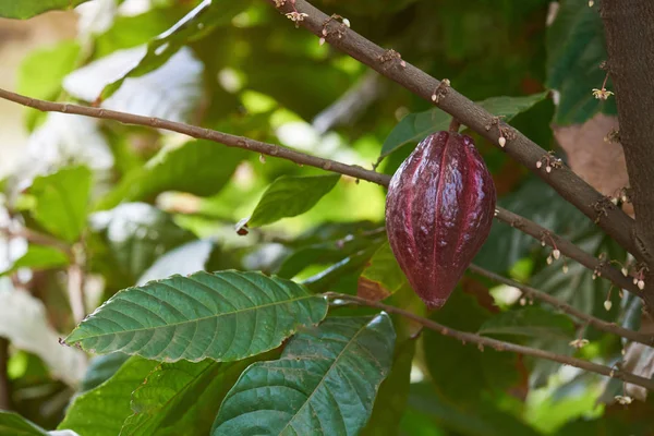 Tema maduro de vainas de cacao —  Fotos de Stock