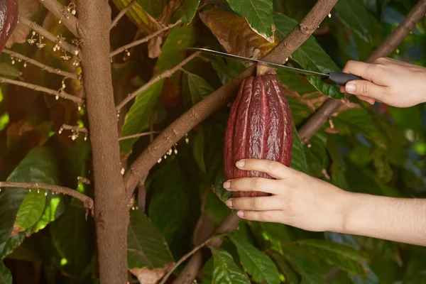 Cutting red cacao pod — Stock Photo, Image