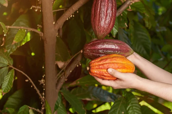Какао-фруктовые стручки — стоковое фото