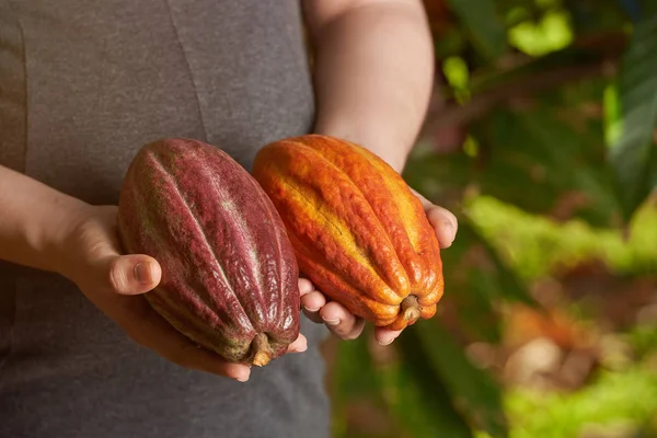 Сирі шоколадні фруктові глечики — стокове фото
