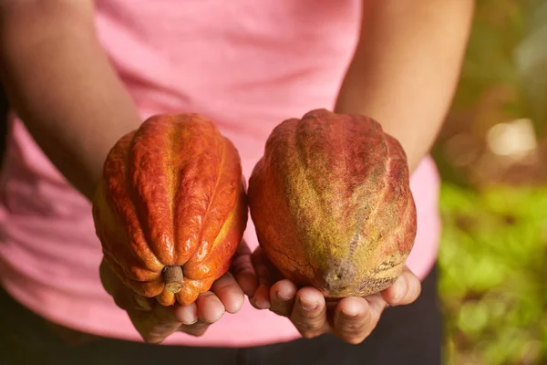 Тема урожая какао — стоковое фото