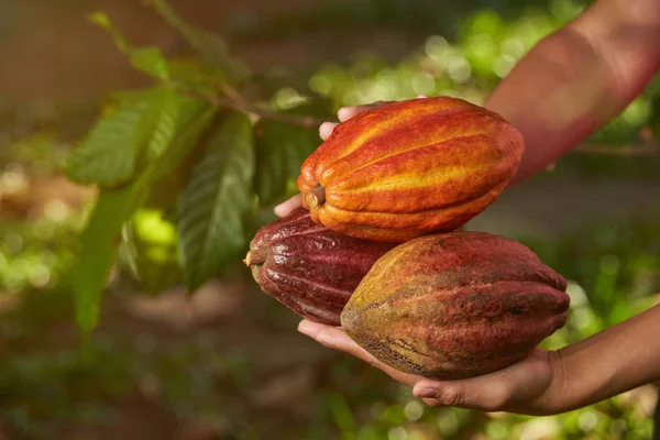 Zbliżenie: strąki kakao kolorowe — Zdjęcie stockowe