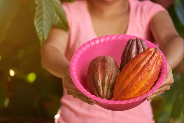 Помаранчевий колір какао стручків — стокове фото