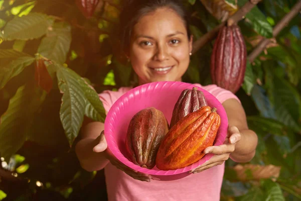 Tema colorido da fazenda de cacau — Fotografia de Stock