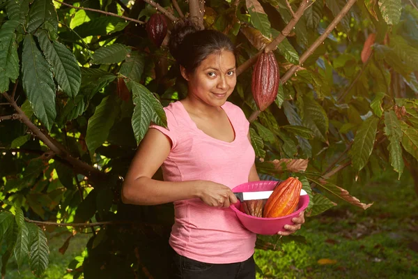 Cacao plantation  theme