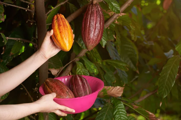 Cacao farm theme — Stock Photo, Image