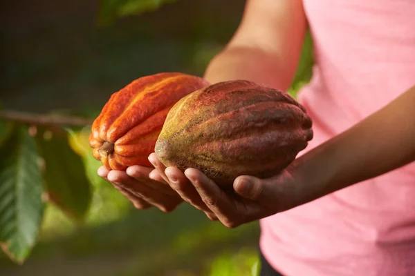 Cocoa plantation concept