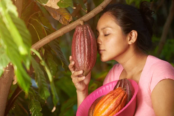 Фермер перевіряє завод какао — стокове фото