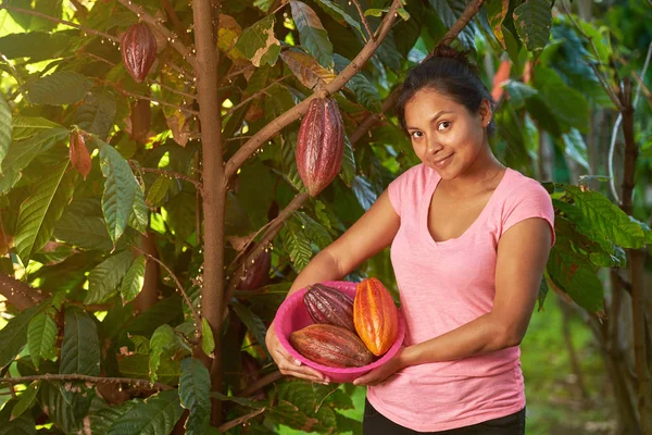 Тема збору плодів сирого какао — стокове фото