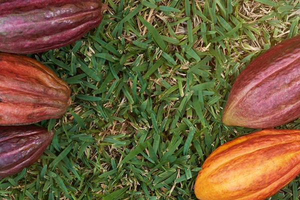 Рамка з какао стручків з зеленим трав'яним фоном — стокове фото