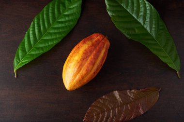 Renkli yeşil ve turuncu renk kakao