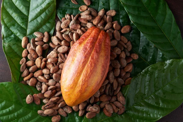 Vaina de cacao de color naranja brillante — Foto de Stock