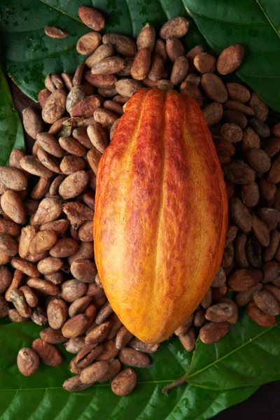 Tema colorido planta de cacao — Foto de Stock