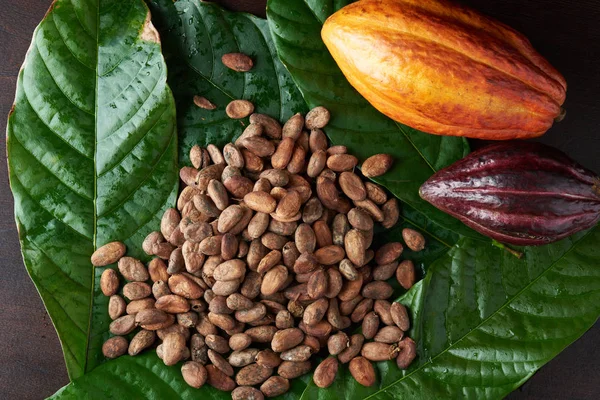 Tema de plantación de granja de cacao — Foto de Stock