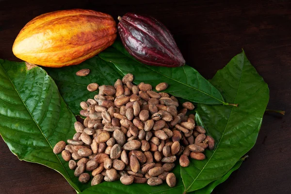 Colorido conjunto de planta de cacao — Foto de Stock