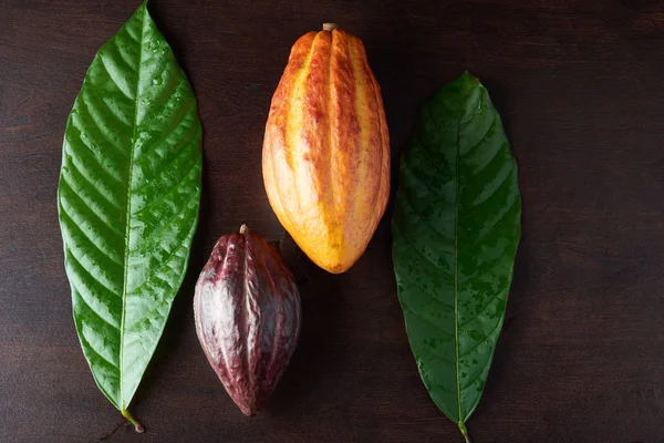 Coloridas vainas de plantas de cacao — Foto de Stock