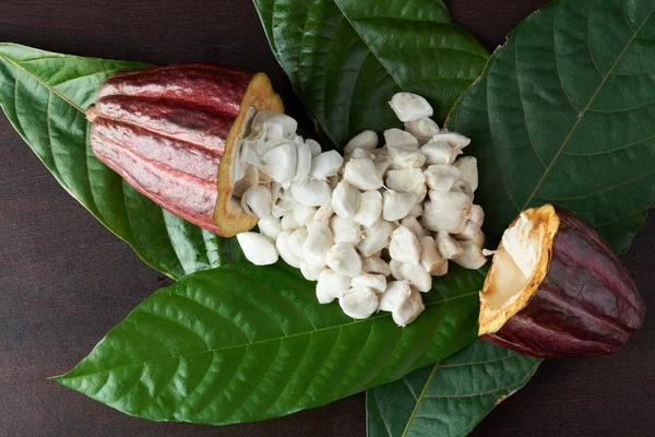 Vista de cerca de la vaina de cacao abierta — Foto de Stock