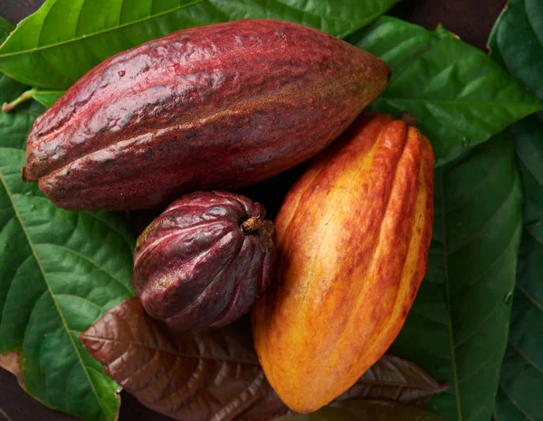 Крупный план цветных стручков какао — стоковое фото