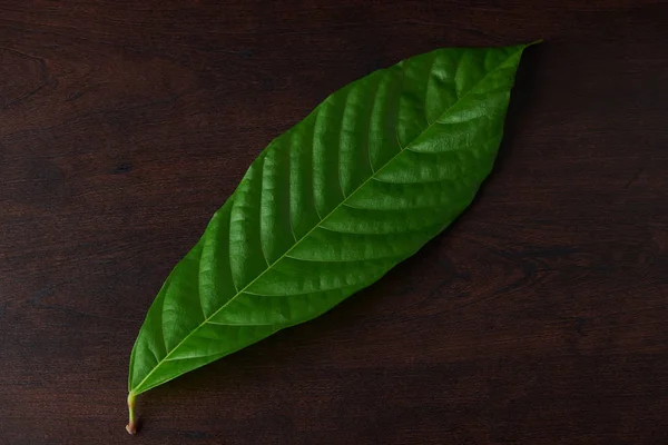 Uma folha de cacau verde — Fotografia de Stock