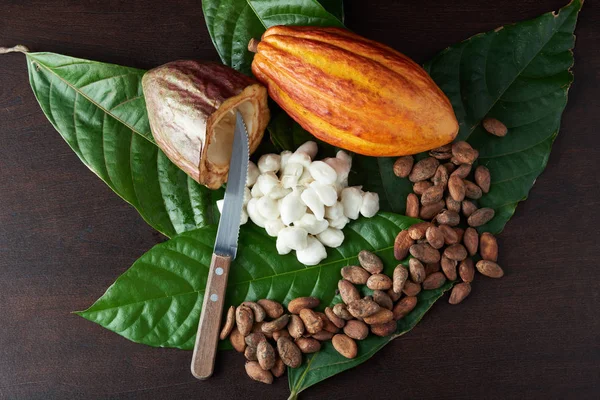 Tema de la cosecha de cacao — Foto de Stock