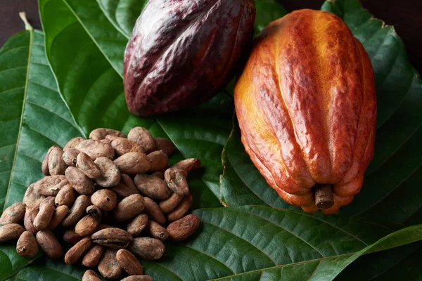 Los granos secos de cacao se cierran — Foto de Stock