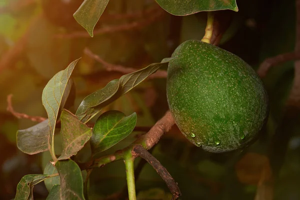 Granja de frutas de aguacate — Foto de Stock