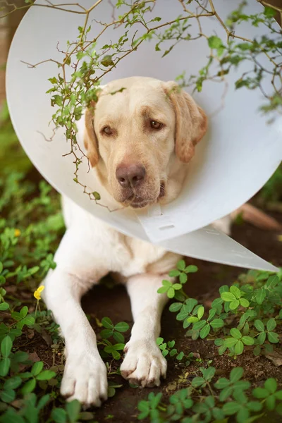 Θλιβερή χτυπημένο σκυλί λαμπραντόρ — Φωτογραφία Αρχείου