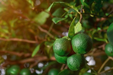 Sulu limes ağaca asmak