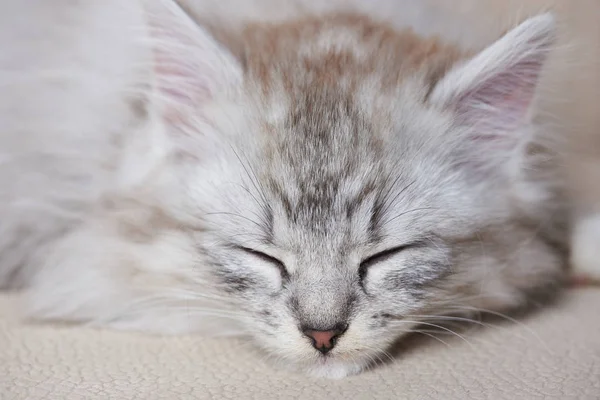 Portretul pisicii adormite — Fotografie, imagine de stoc