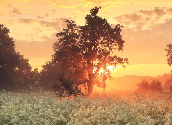 Amazing sunrise over meadow in blossom — Stock Photo, Image