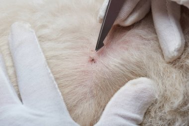 Isırık köpek cilt temizleme