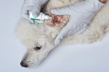 Kulak damla damlaması