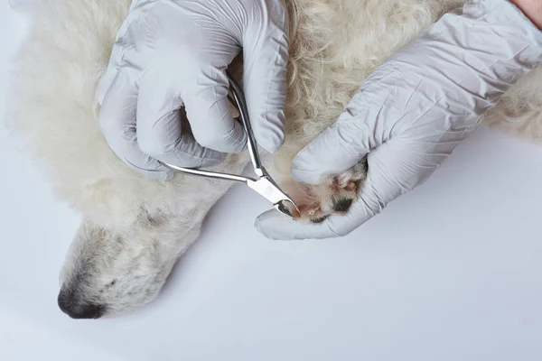 Trim poodle nails — Stock Photo, Image