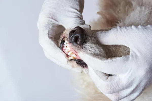 Pravidelná kontrola zdraví psa — Stock fotografie