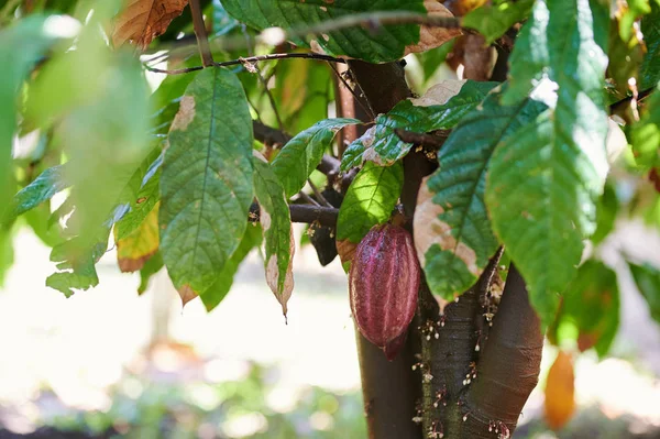 Frisch geerntete Kakaoschote — Stockfoto