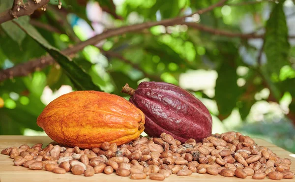 Primer plano del cultivo de cacao —  Fotos de Stock