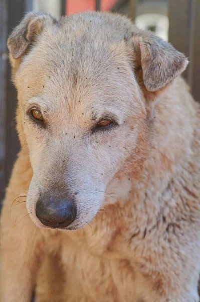 Cara de perro con pulgas — Foto de Stock